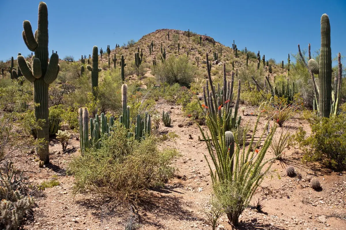 Desierto. Foto de canva.