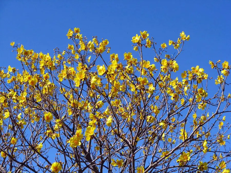 Foto: @CONANP_mx en X | Rosa amarilla (Cochlospermum vitifolium)