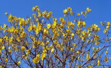 El árbol nativo de Durango que tiene uso medicinal, ornamental y hasta para fabricar cuerdas