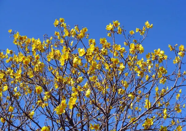 El árbol nativo de Durango que tiene uso medicinal, ornamental y hasta para fabricar cuerdas