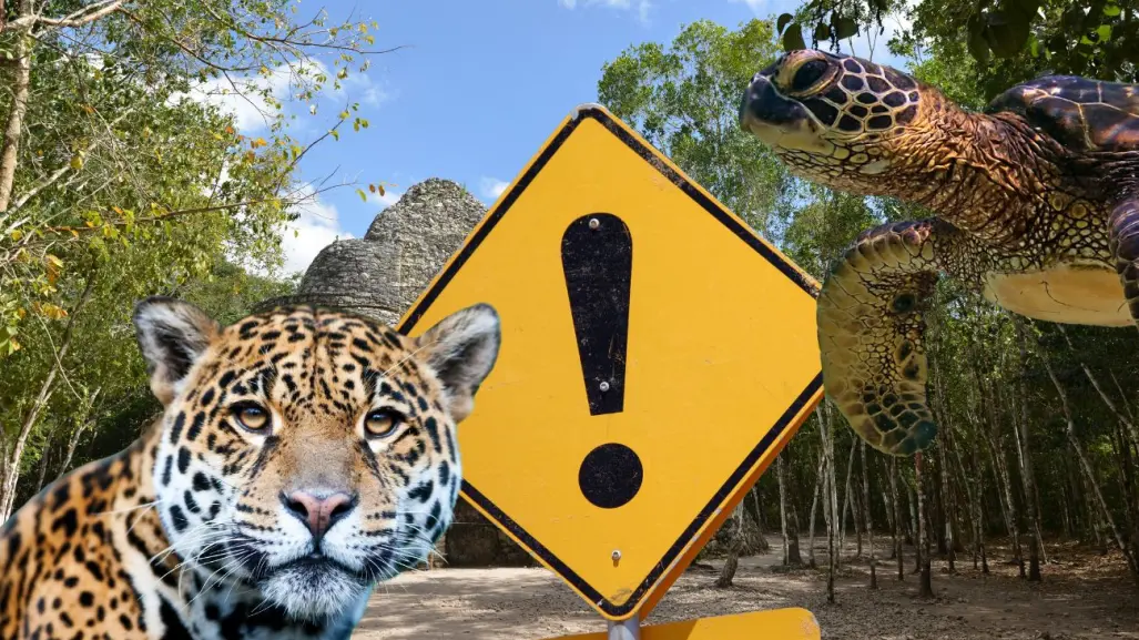 Especies en peligro en Yucatán: el jaguar y otros guardianes del monte que están desapareciendo