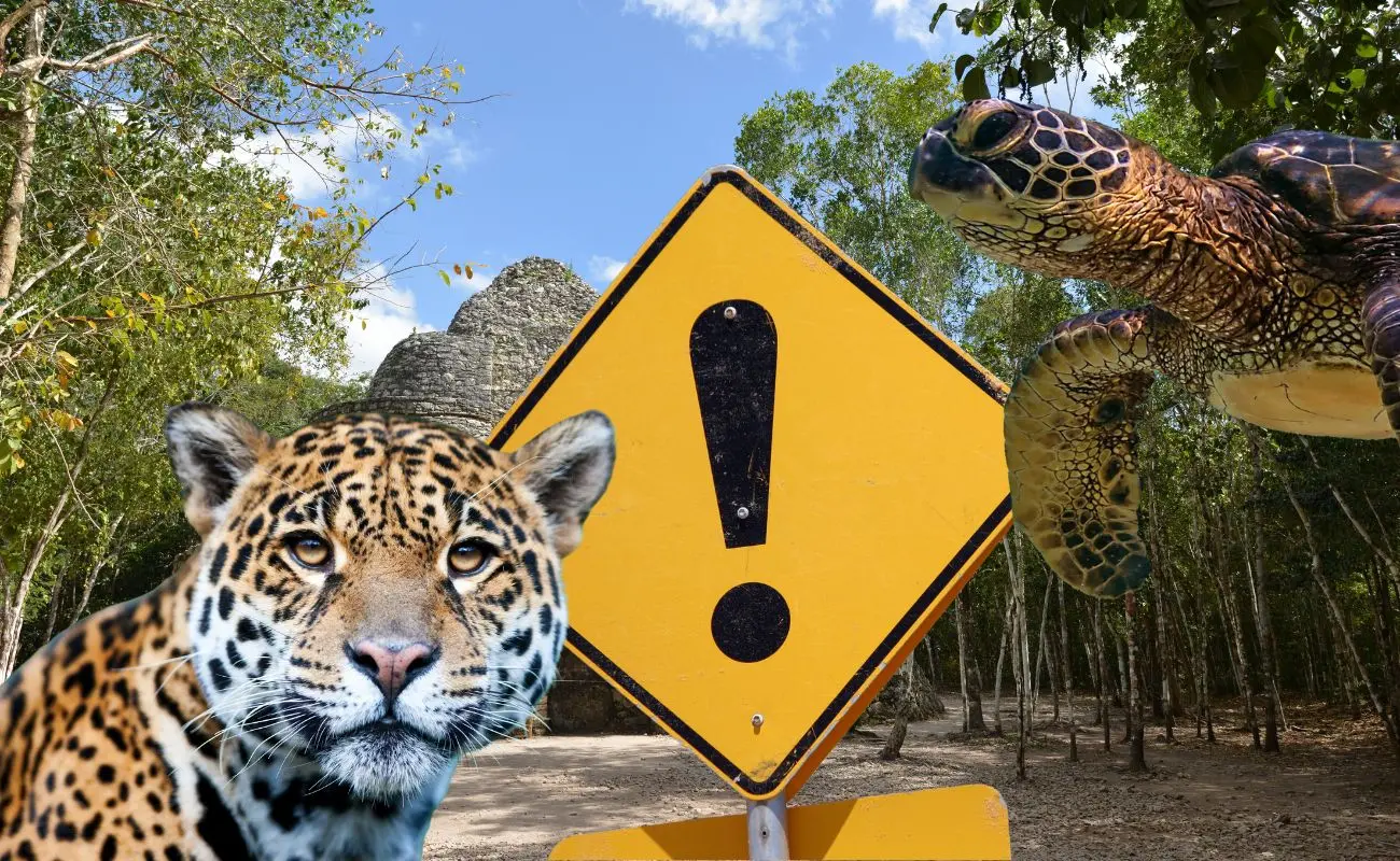 ¿Cuáles son las especies más amenazadas en Yucatán? Foto: Canva