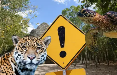 Especies en peligro en Yucatán: el jaguar y otros guardianes del monte que están desapareciendo