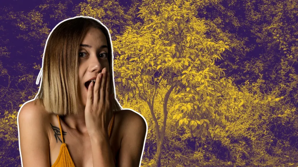 El árbol nativo de Nuevo León con un majestuoso fruto sin semillas