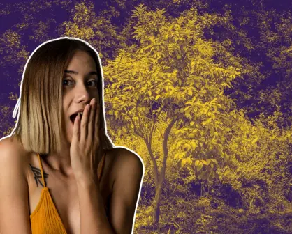 El árbol nativo de Nuevo León con un majestuoso fruto sin semillas