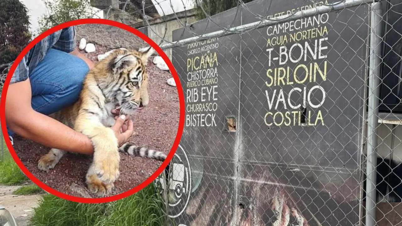 Hombre es detenido en Naucalpan por esconder a un tigre dentro de un costal en una taquería. Foto: Mundo Patitas