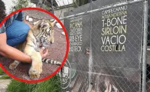 Hombre es detenido en Naucalpan por esconder a un tigre dentro de un costal en una taquería