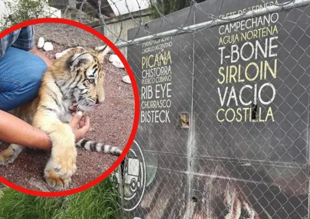 Hombre es detenido en Naucalpan por esconder a un tigre dentro de un costal en una taquería