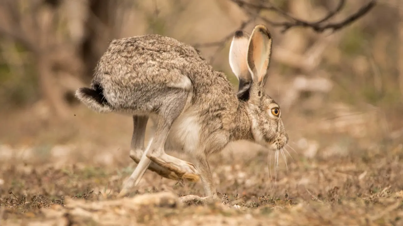 Este animal nativo vive en el semidesierto de Durango. Foto: Enciclovida Conabio.