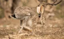 El increíble animal nativo de Durango capaz de correr a 56 kilómetros por hora