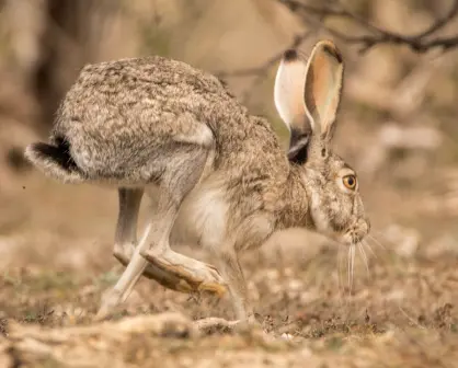 El increíble animal nativo de Durango capaz de correr a 56 kilómetros por hora