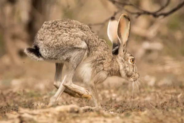 El increíble animal nativo de Durango capaz de correr a 56 kilómetros por hora