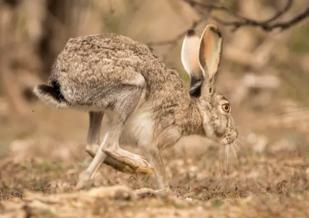 El increíble animal nativo de Durango capaz de correr a 56 kilómetros por hora