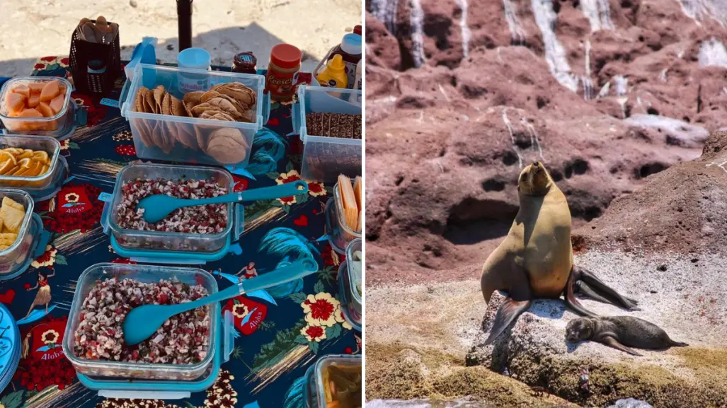 Los 3 mejores tours para nadar con lobos marinos en La Paz por menos de 1,600 pesos