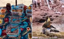 Los 3 mejores tours para nadar con lobos marinos en La Paz por menos de 1,600 pesos