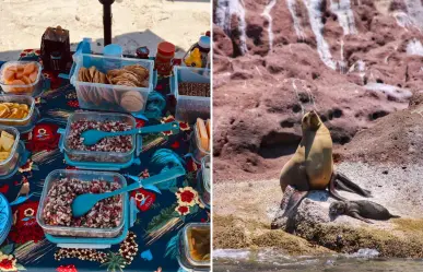 Los 3 mejores tours para nadar con lobos marinos en La Paz por menos de 1,600 pesos