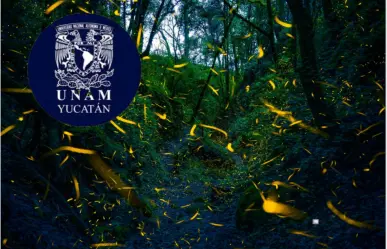 Festival de Luciérnagas Gratis en la UNAM, ¿cuándo aprender más de estos insectos brillosos?