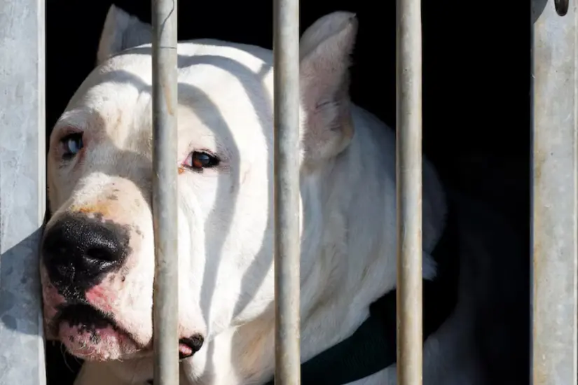 Imagen ilustrativa del maltrato animal que sufre un perro por encierro. Foto: Freepik