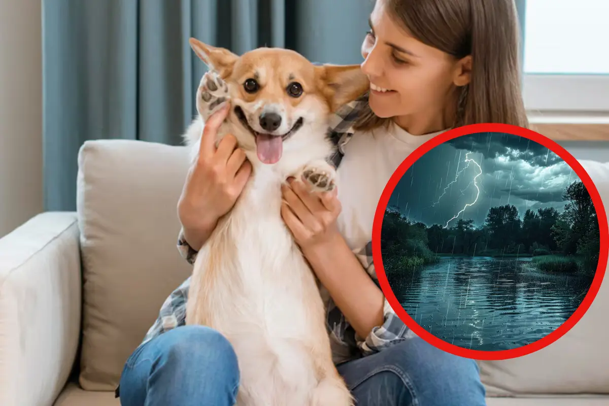 Así puedes cuidar a tus mascotas de la temporada de lluvias en Tamaulipas Por: Sanjua Pineda Fuente: FREEPIK