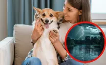 5 recomendaciones para proteger a tu mascota de la temporada de lluvias en Tamaulipas