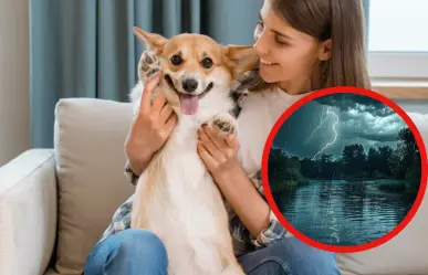 5 recomendaciones para proteger a tu mascota de la temporada de lluvias en Tamaulipas