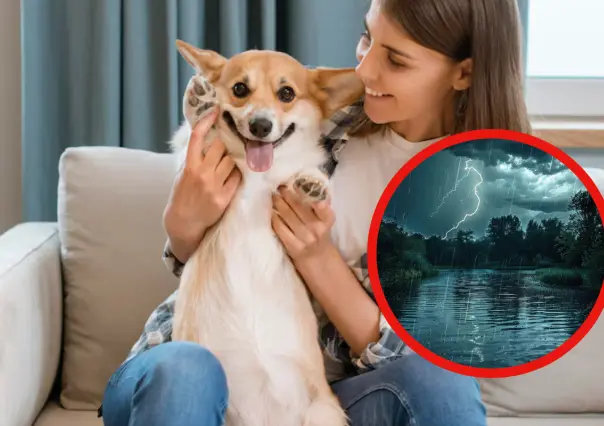5 recomendaciones para proteger a tu mascota de la temporada de lluvias en Tamaulipas