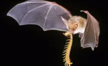 El impresionante animal nativo de Durango que come la mitad de su peso en una sola noche