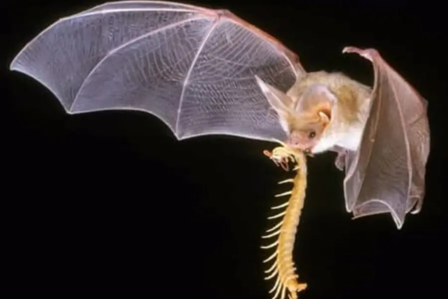 El impresionante animal nativo de Durango que come la mitad de su peso en una sola noche