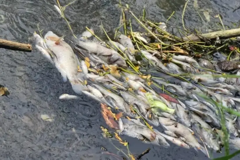 Peces muertos en el canal de El Mante, Tamaulipas | Foto: FB