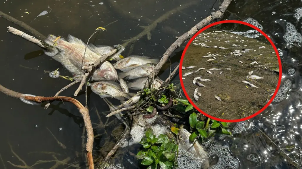 Alertan por peces muertos en cuerpos de agua de Tamaulipas