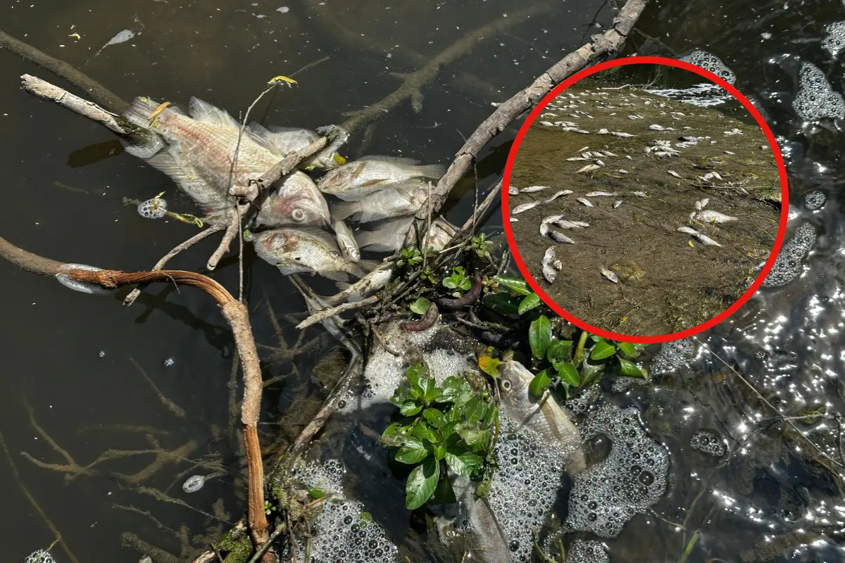 Muren miles de peces en 5 ejidos de Güémez, Tamaulipas | Foto: Daniel Espinoza