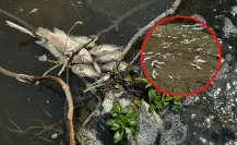 Alertan por peces muertos en cuerpos de agua de Tamaulipas