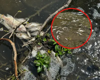 Alertan por peces muertos en cuerpos de agua de Tamaulipas