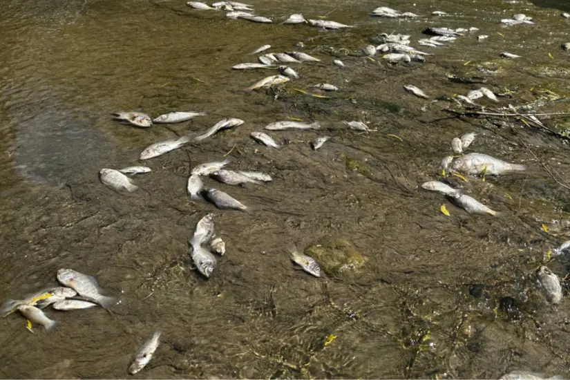 Miles de peces muertos en el Río San Marcos, a la altura de 5 ejidos de Güémez | Foto: Daniel Espinoza