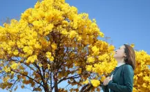 El hermoso árbol nativo de BCS que está en peligro de desaparecer sin que nadie lo note
