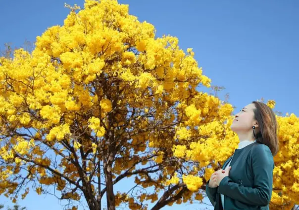 El hermoso árbol nativo de BCS que está en peligro de desaparecer sin que nadie lo note