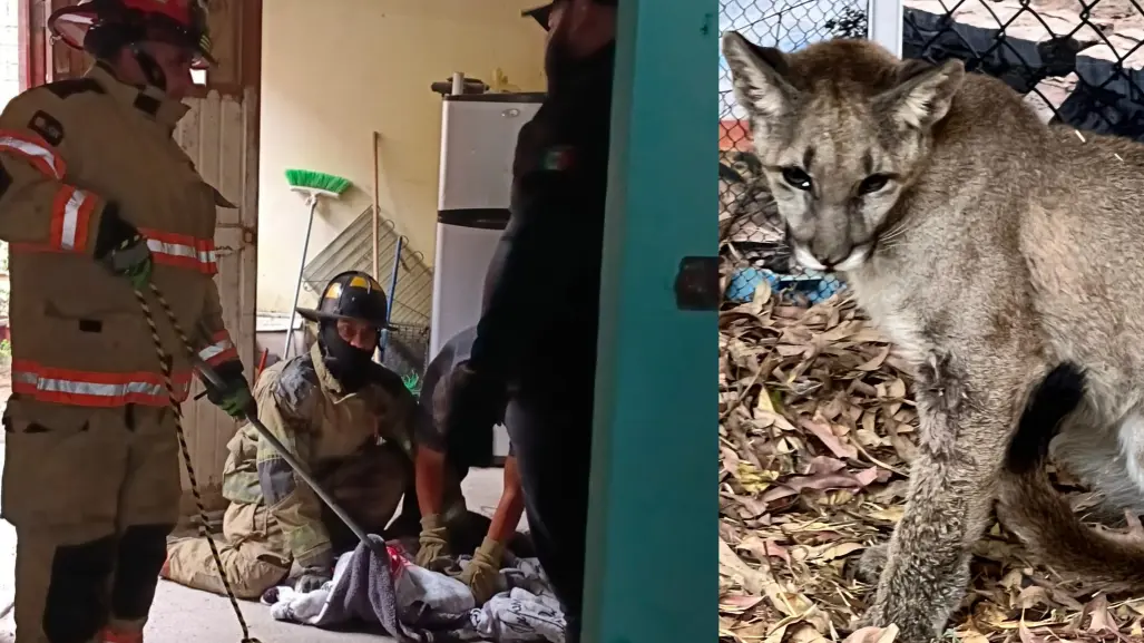 La presencia de animales exóticos cerca de la mancha urbana no es casualidad, esto dicen las autoridades