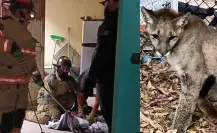 La presencia de animales exóticos cerca de la mancha urbana no es casualidad, esto dicen las autoridades