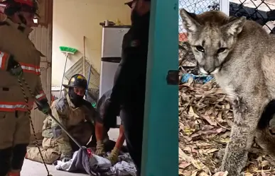 La presencia de animales exóticos cerca de la mancha urbana no es casualidad, esto dicen las autoridades
