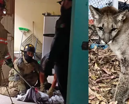 La presencia de animales exóticos cerca de la mancha urbana no es casualidad, esto dicen las autoridades