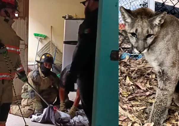 La presencia de animales exóticos cerca de la mancha urbana no es casualidad, esto dicen las autoridades