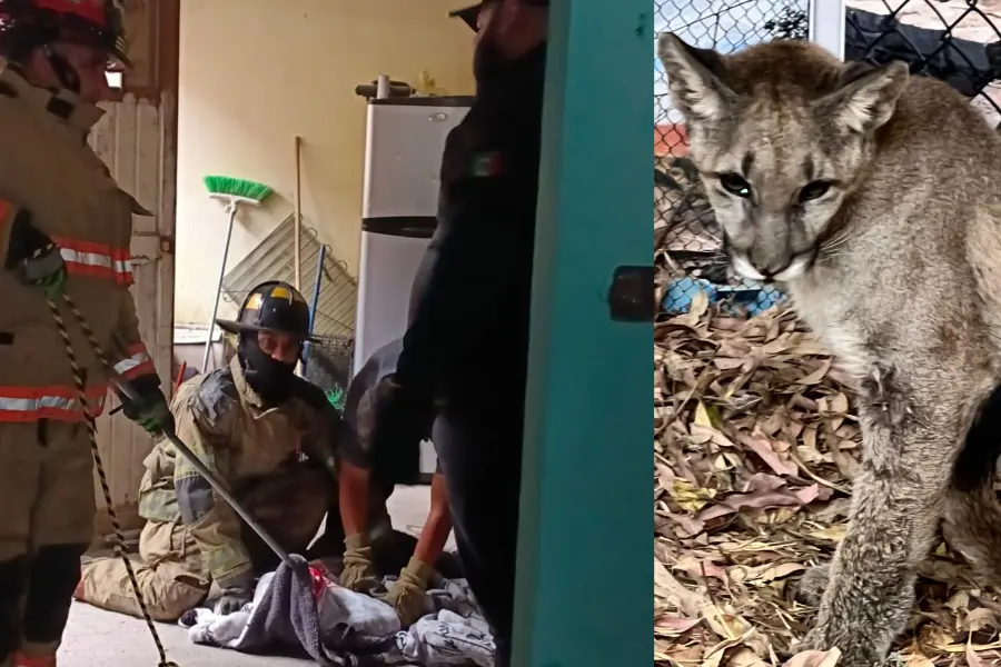 La presencia de animales exóticos cerca de la mancha urbana no es casualidad, esto dicen las autoridades