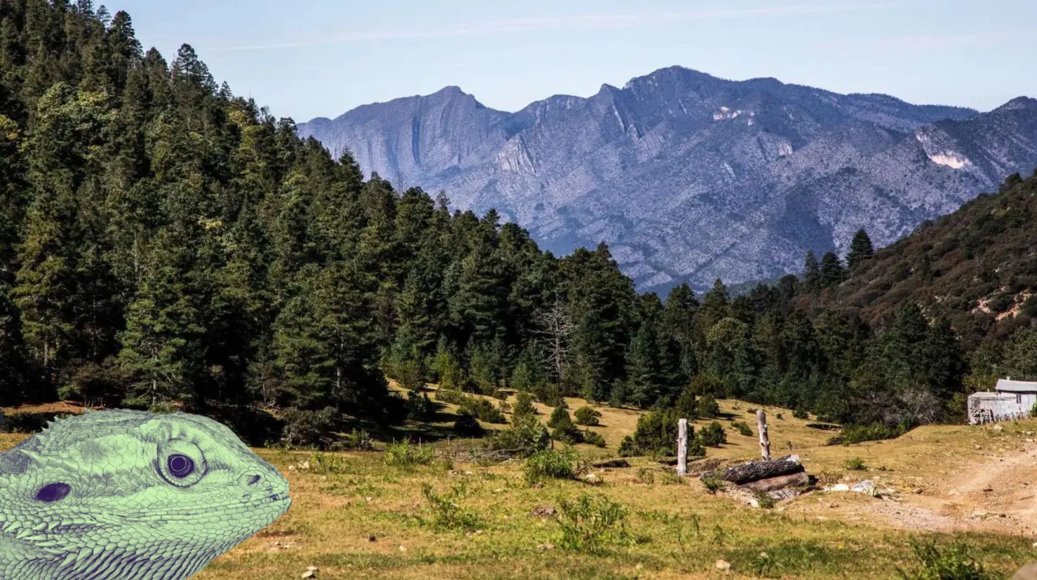 La Sierra de Arteaga es hogar de distintas especies endémicas. (Fotografía: Lugtur)