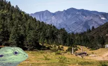 Este es el animal nativo de Coahuila más extraño que habita en la Sierra de Arteaga