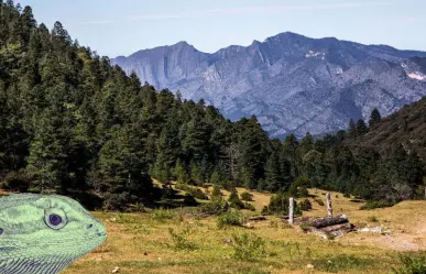 Este es el animal nativo de Coahuila más extraño que habita en la Sierra de Arteaga