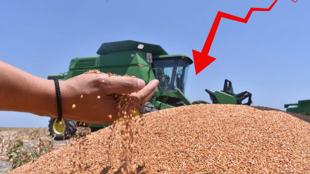 Productores de sorgo en Tamaulipas exigen subsidio tras desplome de precios del grano