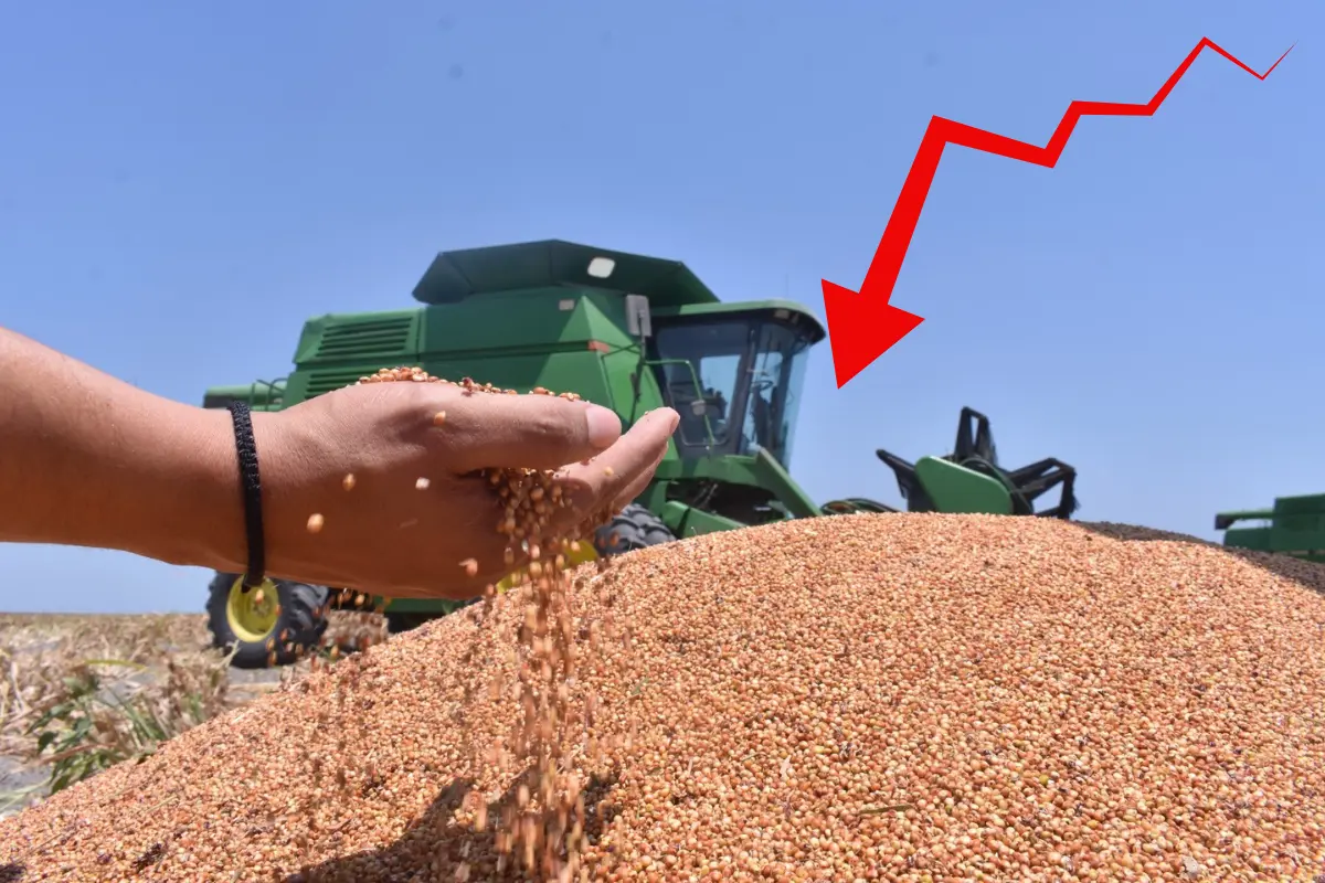 La Unión Agrícola Regional solicita al gobierno federal un subsidio por tonelada para evitar una catástrofe económica en el campo. Foto: Posta Tamaulipas