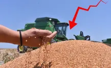 Productores de sorgo en Tamaulipas exigen subsidio tras desplome de precios del grano