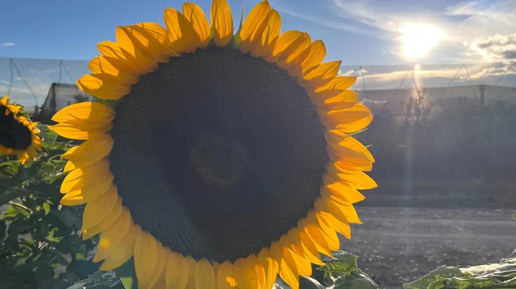 Arteaga: ¿Ya conoces la huerta de los girasoles? Así puedes visitarlos desde Saltillo