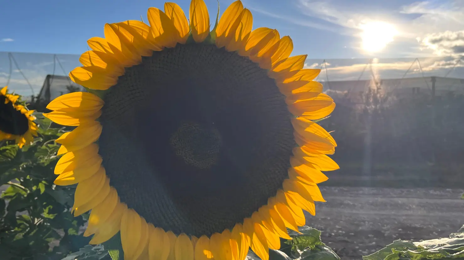 Girasol. Foto de Leslie Delgado.